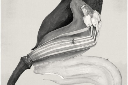Tabularia. 2016. Fotografía sobre arpillera. 300 x 150 cm. Obra única